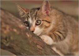 <p>Mia</p>